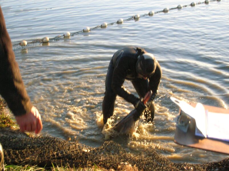 Diver in wetsuit pulling a fish from the water, with a fishing net in the background and a clipboard on the shore, indicating an active fishing or research operation.