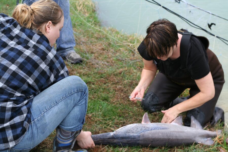 Two women conduct research on a fish by a body of water, one measuring or taking a sample from the fish while the other observes. The scene highlights wildlife conservation efforts and field research techniques.