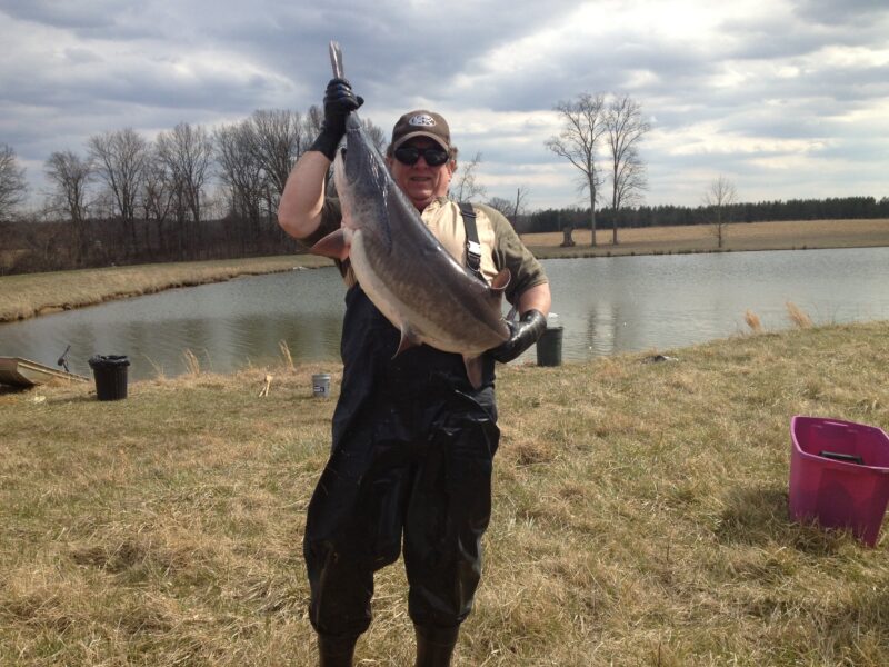 Man holding a large catfish near a pond, wearing fishing gear and gloves, surrounded by a natural landscape with trees and grass.