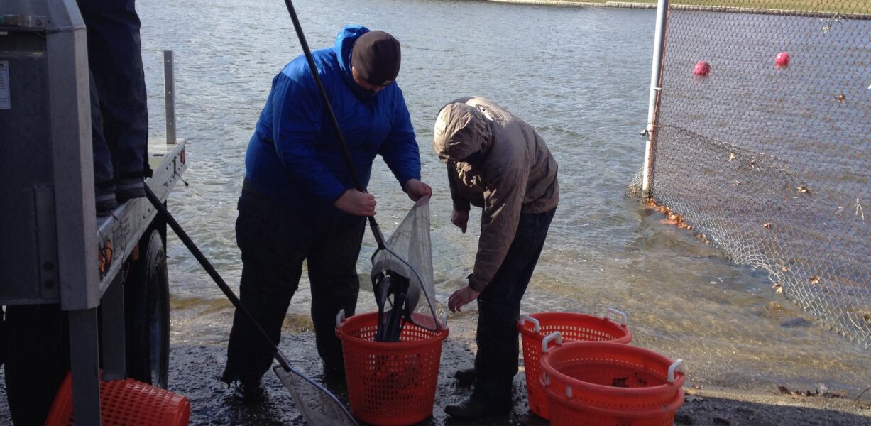 Two men at a riverbank are using nets to catch fish, with orange baskets nearby for storage. The scene captures their focused effort in a natural setting, highlighting fishing techniques and teamwork.
