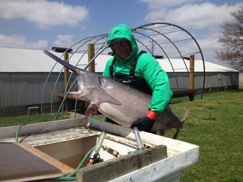 Person in a green jacket holding a large catfish at a fish farm, with a background of a greenhouse and cloudy sky. The scene depicts fish farming practices and sustainable aquaculture.