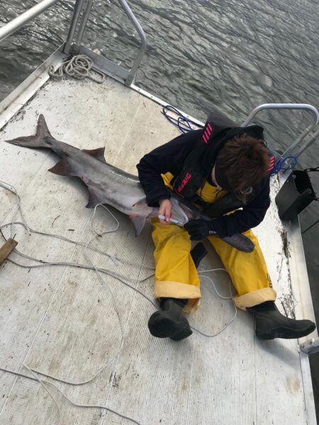 A person in waterproof gear sits on a boat deck, carefully measuring a shark caught during fishing. The scene showcases marine research and conservation efforts in a natural water setting.