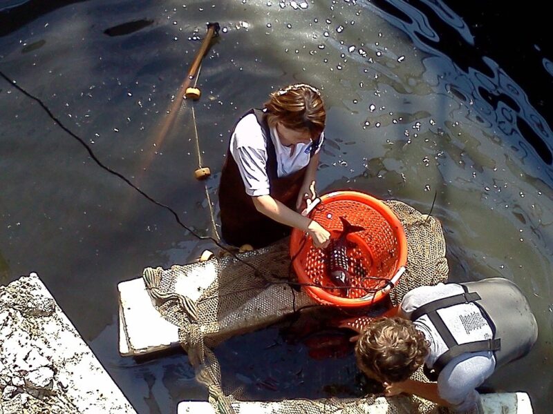 Two researchers in waders examine a fish caught in a bright orange net while standing in shallow water, surrounded by a fishing net and a natural water environment.